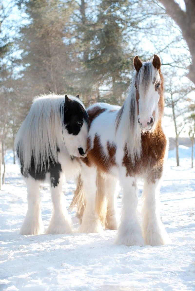 Coloured Horses Snow